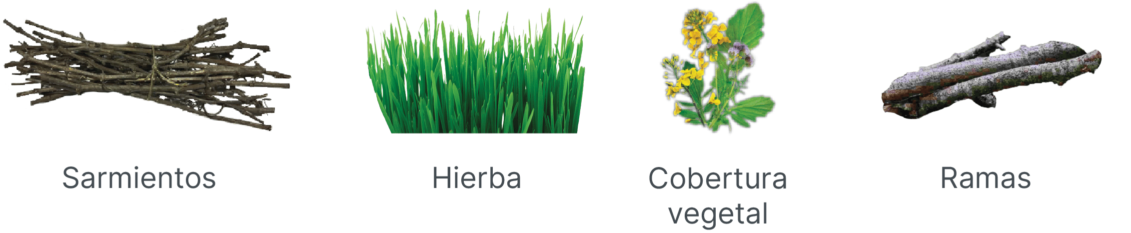 Especialidades BVA pc ESP