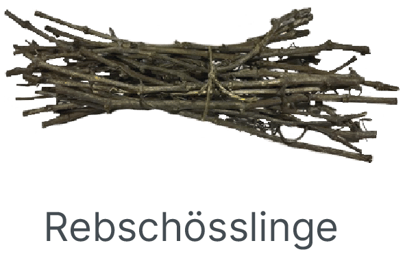 Rebschösslinge